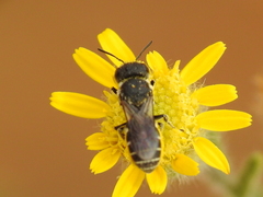 Megachilinae