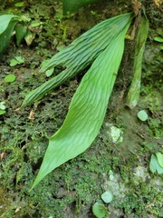 Antrophyum formosanum