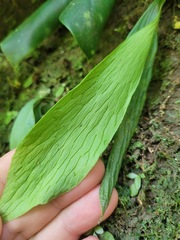 Antrophyum formosanum