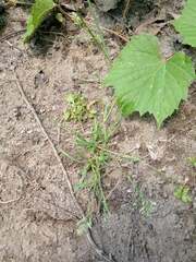 Poa annua