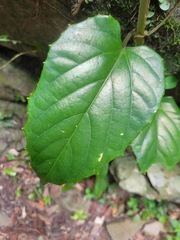 Cissus pteroclada