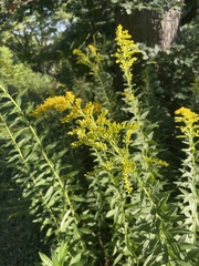 Solidago
