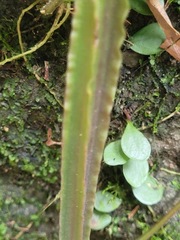 Cissus pteroclada