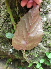 Cissus pteroclada