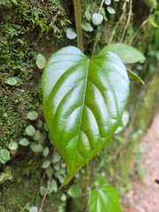 Cissus pteroclada