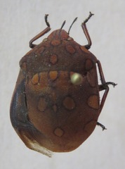 Pachycoris
