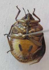 Pachycoris