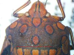 Pachycoris
