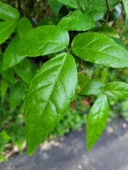 Tetrastigma hemsleyanum