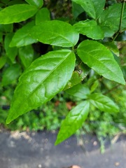 Tetrastigma hemsleyanum