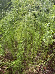 Asparagus officinalis