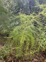 Asparagus officinalis