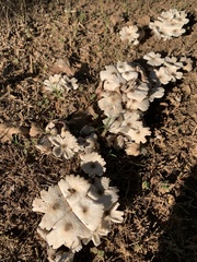 Chlorophyllum hortense