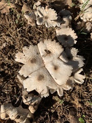 Chlorophyllum hortense