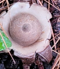 Geastrum triplex