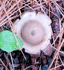 Geastrum triplex