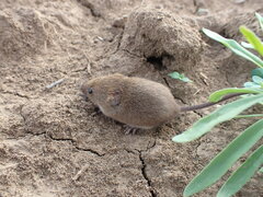 Micromys minutus