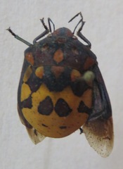 Pachycoris