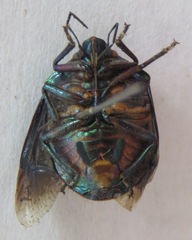 Pachycoris