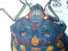 Pachycoris