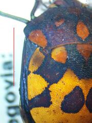 Pachycoris