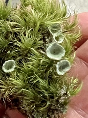 Cladonia chlorophaea