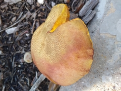 Aureoboletus flaviporus