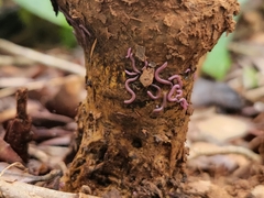 Myriapoda