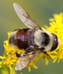 Eristalis flavipes