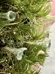 Cladonia chlorophaea