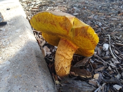 Aureoboletus flaviporus