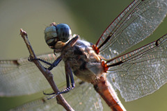 Libellula
