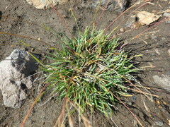 Poa alpina