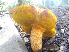 Aureoboletus flaviporus