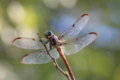 Libellula