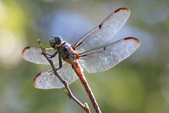 Libellula