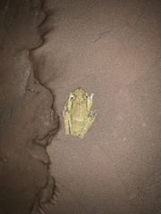 Trachycephalus typhonius