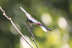 Libellula