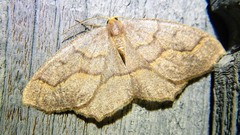 Lambdina fiscellaria