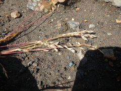 Poa alpina