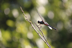 Libellula
