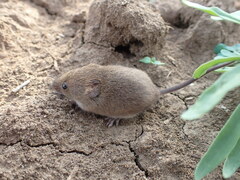 Micromys minutus