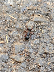 Camponotus modoc