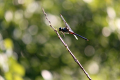 Libellula
