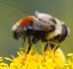 Eristalis flavipes