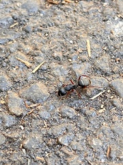 Camponotus modoc