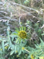 Bidens vulgata