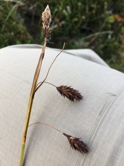 Carex podocarpa