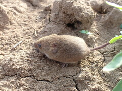 Micromys minutus