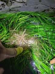 Ophiothrix spiculata